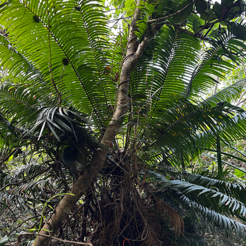 Cycas micronesica, photograph 4