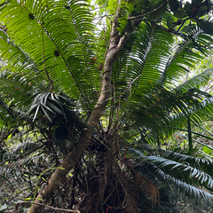 Cycas micronesica, photograph (c) Gabriel, some rights reserved (CC BY)
