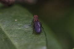 Diptera