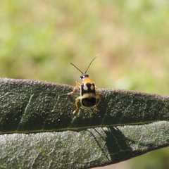 Gynandrobrotica
