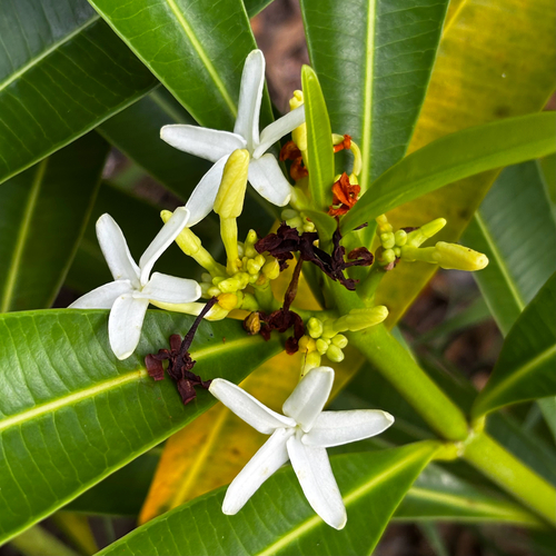 Ochrosia mariannensis observed 2026-06-06