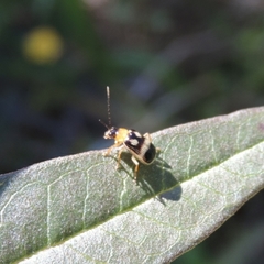 Gynandrobrotica