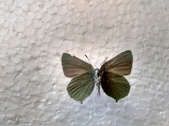 Callophrys affinis