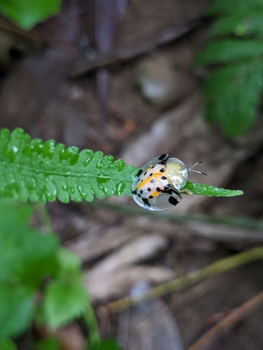 Sweetpotato Leaf Beetle
