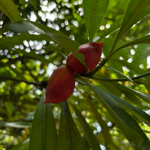 Ochrosia mariannensis observed 2026-06-06