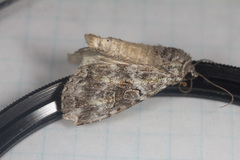 Anaplectoides prasina