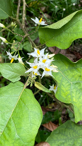 Solanum torvum observed 2026-06-05