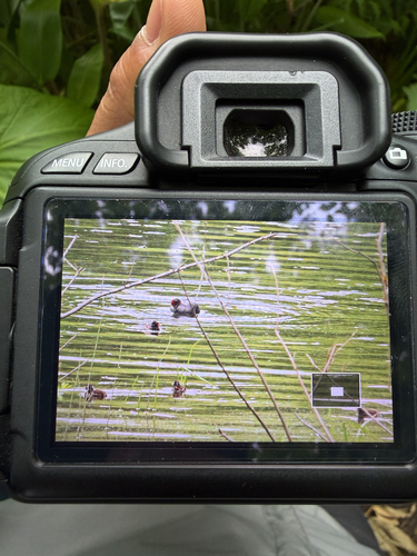 iNaturalist: (c) Kazuaki Funatsu, some rights reserved (CC BY-NC), uploaded by Kazuaki Funatsu iNaturalist image