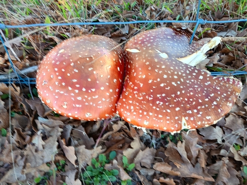 Fly Agaric