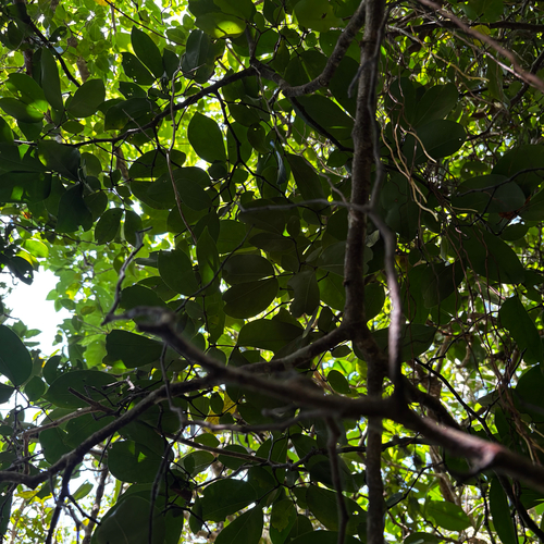 Cynometra ramiflora, photograph 1