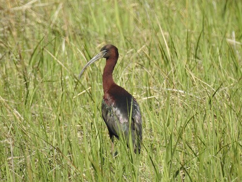 iNaturalist image
