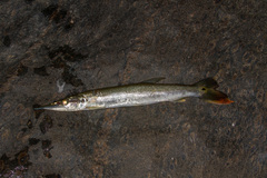 Boulengerella cuvieri