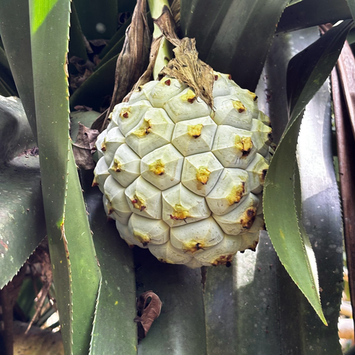 Pandanus dubius, photograph 1