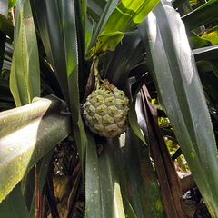 Fragrant Screwpine (Pandanus dubius)