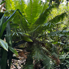 Cycas micronesica, photograph (c) Gabriel, some rights reserved (CC BY)