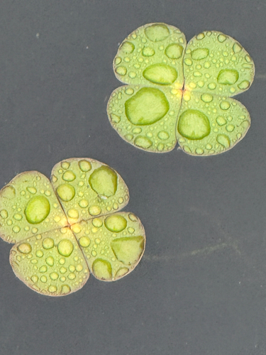 Marsilea minuta
