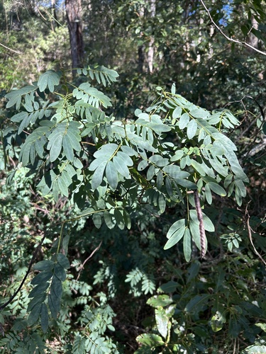 Senna barronfieldii observed 2026-06-06