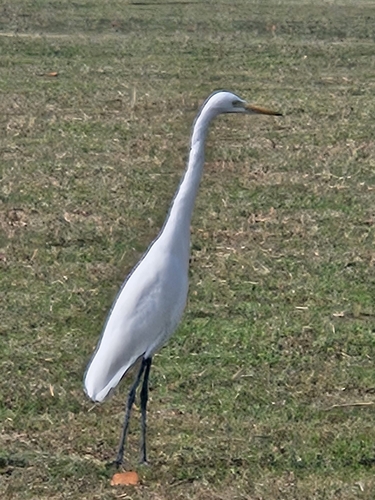 iNaturalist image