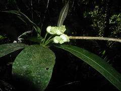 Amphitecna breedlovei