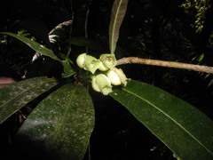 Amphitecna breedlovei