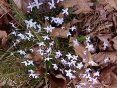 Houstonia caerulea