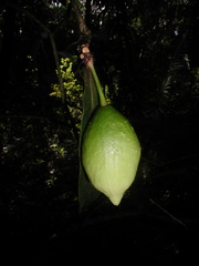 Amphitecna breedlovei