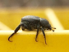 Hoplia