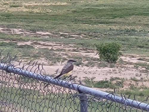 Western Kingbird