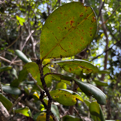 Mammea odorata observed 2026-06-06