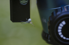 Misumena vatia