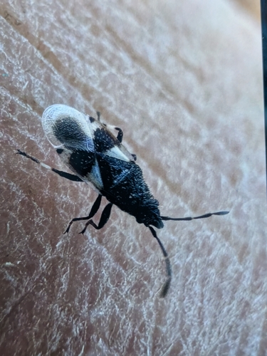 Cottonseed Bug