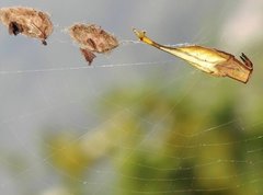 Arachnura melanura