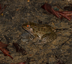Leptodactylus macrosternum
