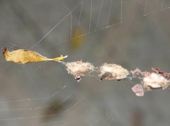 Arachnura melanura