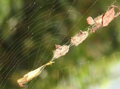 Arachnura melanura