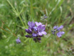 Gilia achilleifolia