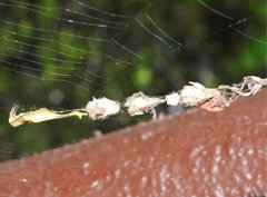 Arachnura melanura