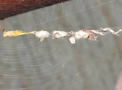 Arachnura melanura
