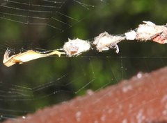 Arachnura melanura