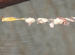 Arachnura melanura