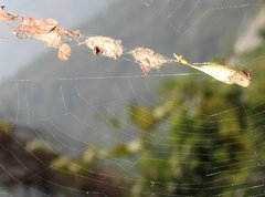 Arachnura melanura