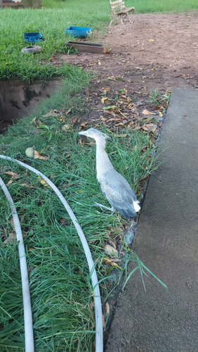 Whistling Heron
