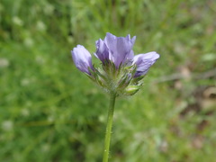 Gilia achilleifolia