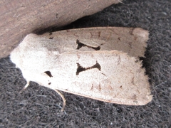 Orthosia carnipennis