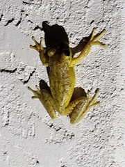 Osteopilus septentrionalis