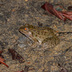 Leptodactylus macrosternum