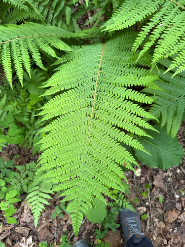Polystichum retrosopaleaceum iNat (3)