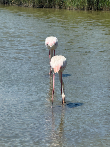 iNaturalist image