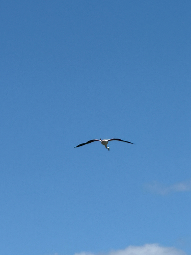 iNaturalist: (c) karolinathomas, some rights reserved (CC BY-NC) iNaturalist image