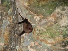 Peropteryx macrotis